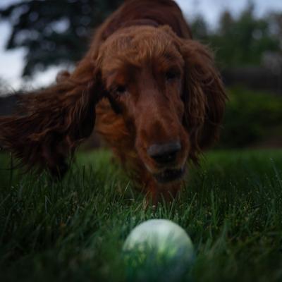 Show full view: Outward Hound Orbee-Tuff LED Strobe Ball Tough Dog Chew Toy, White slide 6 of 11