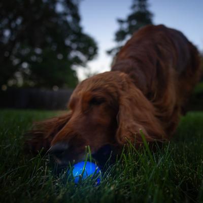 Show full view: Outward Hound Orbee-Tuff LED Strobe Ball Tough Dog Chew Toy, Blue slide 7 of 12