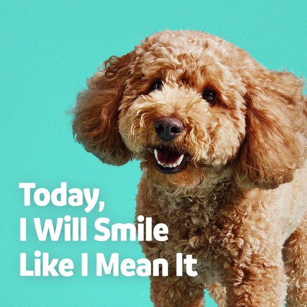 Show full view: Vibeful Large Daily Dental Chews for Dogs, Cinnamon Flavor, 7 count slide 7 of 9