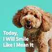 Show in main carousel: Vibeful Large Daily Dental Chews for Dogs, Cinnamon Flavor, 7 count slide 7 of 9