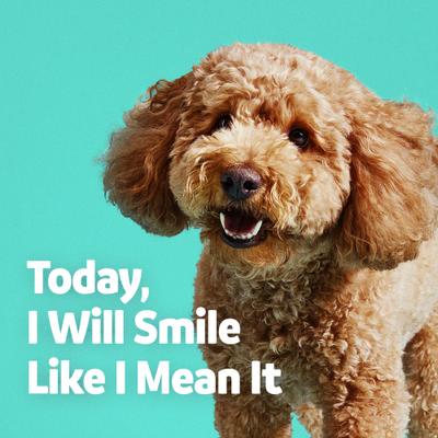 Show full view: Vibeful Large Daily Dental Chews for Dogs, Cinnamon Flavor, 7 count, bundle of 2 slide 8 of 10