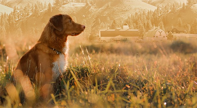 Yellowstone Dutton Ranch Dog Treat Co. Cowboy Chews Long Lasting Medium Natural Dog Chew Treats