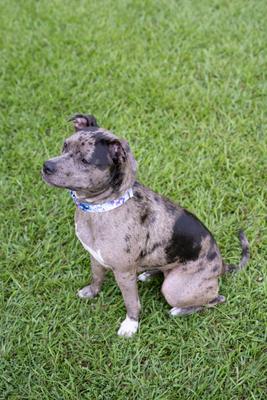 Show full view: Country Brook Petz Watercolor Butterflies Martingale Dog Collar, Blue, Large: 18 to 26-in neck, 1-in wide slide 4 of 8