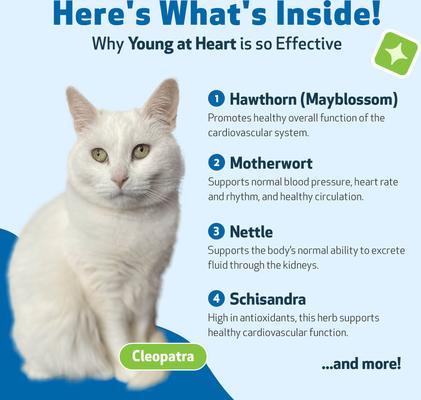 Show full view: Pet Wellbeing Young at Heart Bacon Flavored Liquid Heart Supplement for Cats, 2-fl oz bottle slide 4 of 9