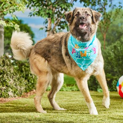 Show full view: Frisco Summer Pool Pawty Dog & Cat Bandana, XXX-Large slide 5 of 9