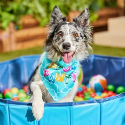 Frisco Summer Pool Pawty Dog & Cat Bandana, Medium/Large slide 2 of 6