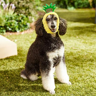 Show full view: Frisco Happy Birthday Pineapple Dog & Cat Hat, Medium/Large slide 6 of 9