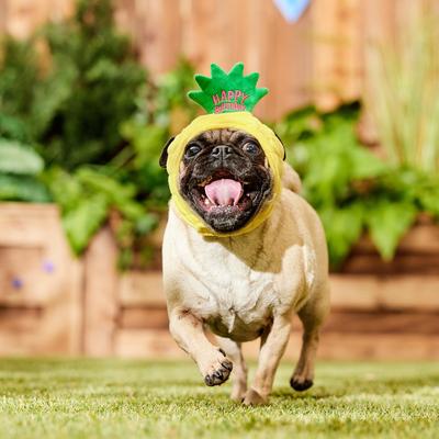 Show full view: Frisco Happy Birthday Pineapple Dog & Cat Hat, X-Small/Small slide 7 of 10