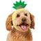 Show in main carousel: Frisco Happy Birthday Pineapple Dog & Cat Hat, X-Small/Small slide 2 of 10