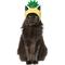 Show in main carousel: Frisco Happy Birthday Pineapple Dog & Cat Hat, X-Small/Small slide 1 of 10
