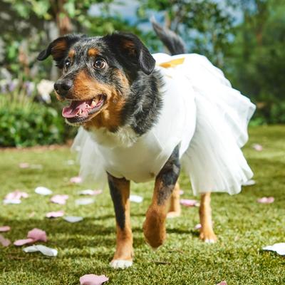 Show full view: Frisco I Do Too Dog & Cat Dress, Large slide 7 of 11