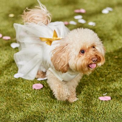 Show full view: Frisco I Do Too Dog & Cat Dress, Small slide 8 of 12