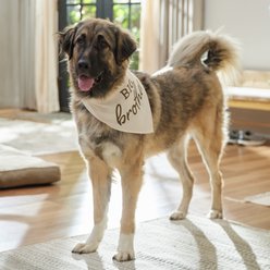 Frisco Big Brother Dog & Cat Bandana, XXX-Large slide 2 of 6