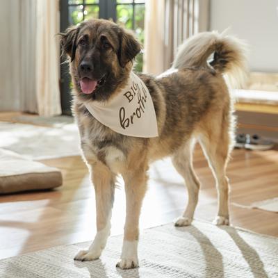 Show full view: Frisco Big Brother Dog & Cat Bandana, XXX-Large slide 5 of 8