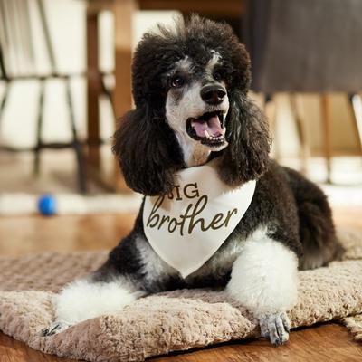 Show full view: Frisco Big Brother Dog & Cat Bandana, Medium/Large slide 5 of 8