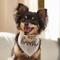 Show in main carousel: Frisco Big Brother Dog & Cat Bandana, X-Small/Small slide 6 of 9