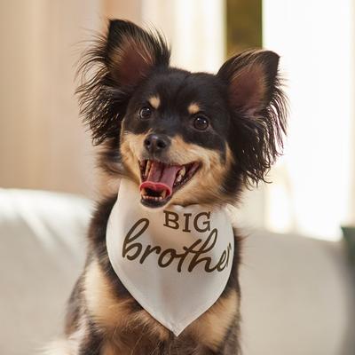 Show full view: Frisco Big Brother Dog & Cat Bandana, X-Small/Small slide 6 of 9