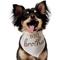 Show in main carousel: Frisco Big Brother Dog & Cat Bandana, X-Small/Small slide 2 of 9