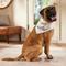 Show in main carousel: Frisco Big Sister Dog & Cat Bandana, XXX-Large slide 5 of 8