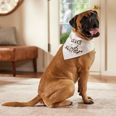 Show full view: Frisco Big Sister Dog & Cat Bandana, XXX-Large slide 5 of 8