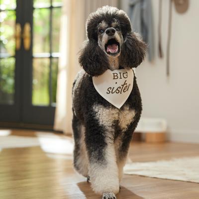 Show full view: Frisco Big Sister Dog & Cat Bandana, Medium/Large slide 5 of 8