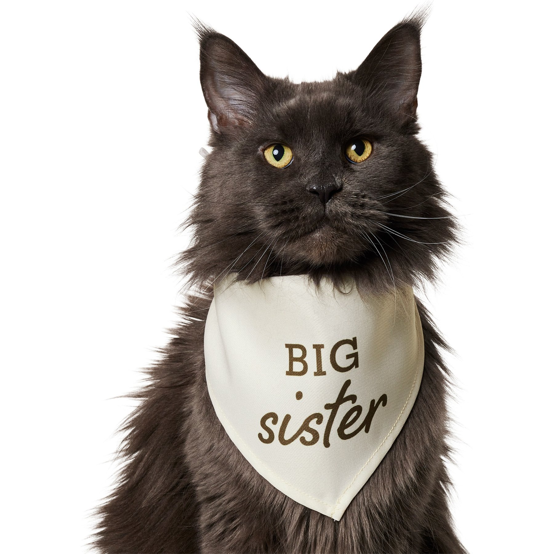 Frisco Big Sister Dog & Cat Bandana, X-Small/Small