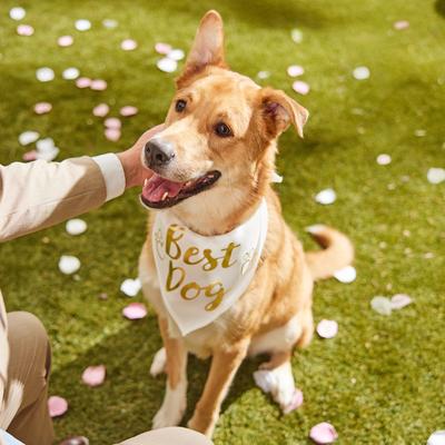 Show full view: Frisco Best Dog Dog Bandana, X-Large/XX-Large slide 5 of 9