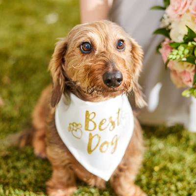 Show full view: Frisco Best Dog Dog Bandana, X-Small/Small slide 5 of 9