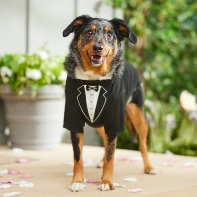 Show full view: Frisco Tuxedo Dog & Cat T-Shirt, Large slide 6 of 10