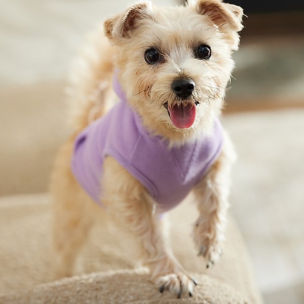 Show full view: Frisco Basic Dog & Cat Hoodie, English Lavender, X-Small slide 8 of 12