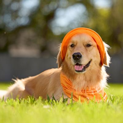 Show full view: Frisco Summer UPF 45 Cooling Dog & Cat Bucket Hat, Orange, X-Large/XX-Large slide 6 of 11