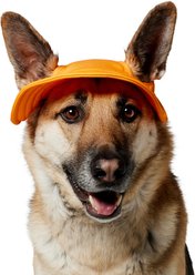 Frisco Summer UPF 45 Cooling Dog & Cat Bucket Hat, Orange, X-Large/XX-Large