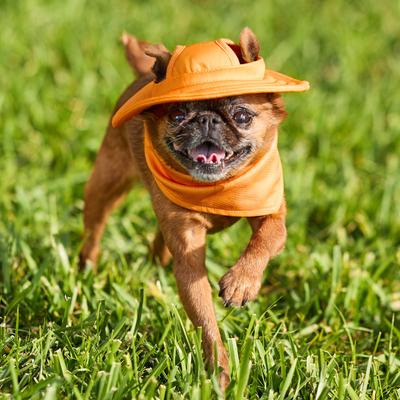 Show full view: Frisco Summer UPF 45 Cooling Dog & Cat Bucket Hat, Orange, X-Small/Small slide 6 of 11
