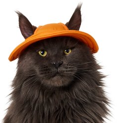 Frisco Summer UPF 45 Cooling Dog & Cat Bucket Hat, Orange, X-Small/Small