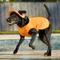 Show in main carousel: Frisco Summer UPF 45 Cooling Dog Vest, Orange, X-Large slide 6 of 11