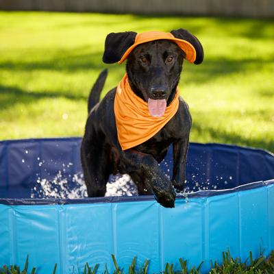 Show full view: Frisco Summer Cooling Pullover Dog Gaitor, Orange, X-Large/XX-Large slide 6 of 11