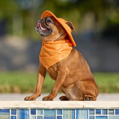 Show full view: Frisco Summer Cooling Pullover Dog Gaitor, Orange, X-Small/Small slide 6 of 11