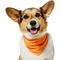 Show in main carousel: Frisco Summer Cooling Pullover Dog Gaitor, Orange, X-Small/Small slide 1 of 11