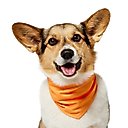 Frisco Summer Cooling Pullover Dog Gaitor, Orange, X-Small/Small