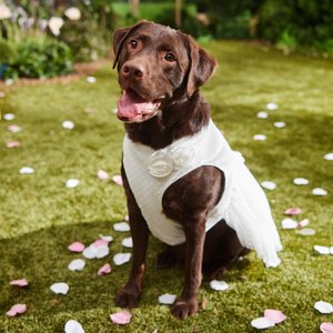 Frisco Rosette and Tulle Dog & Cat Wedding Dress, XX-Large