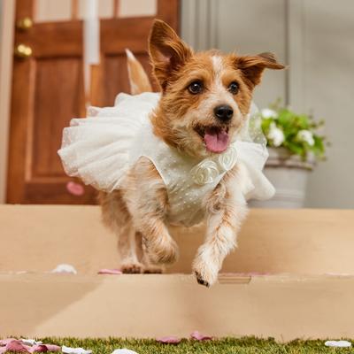 Show full view: Frisco Rosette and Tulle Dog & Cat Wedding Dress, Medium slide 8 of 12