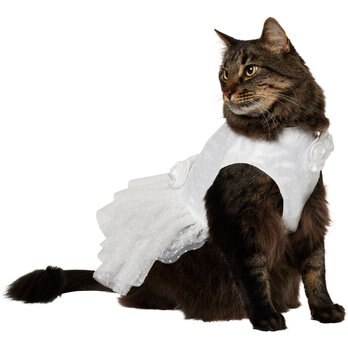 Dresses for Cats - Free shipping | Chewy