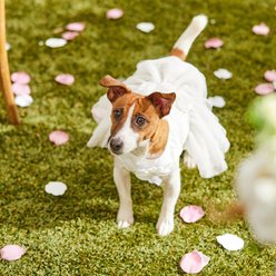 Frisco Rosette and Tulle Dog & Cat Wedding Dress, Small slide 2 of 9