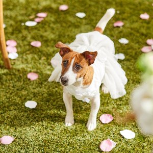 Frisco Rosette and Tulle Dog & Cat Wedding Dress, Small