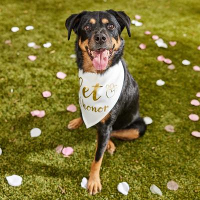 Show full view: Frisco Pet of Honor Dog & Cat Bandana, X-Large/XX-Large slide 5 of 9