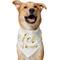 Show in main carousel: Frisco Pet of Honor Dog & Cat Bandana, X-Large/XX-Large slide 1 of 9
