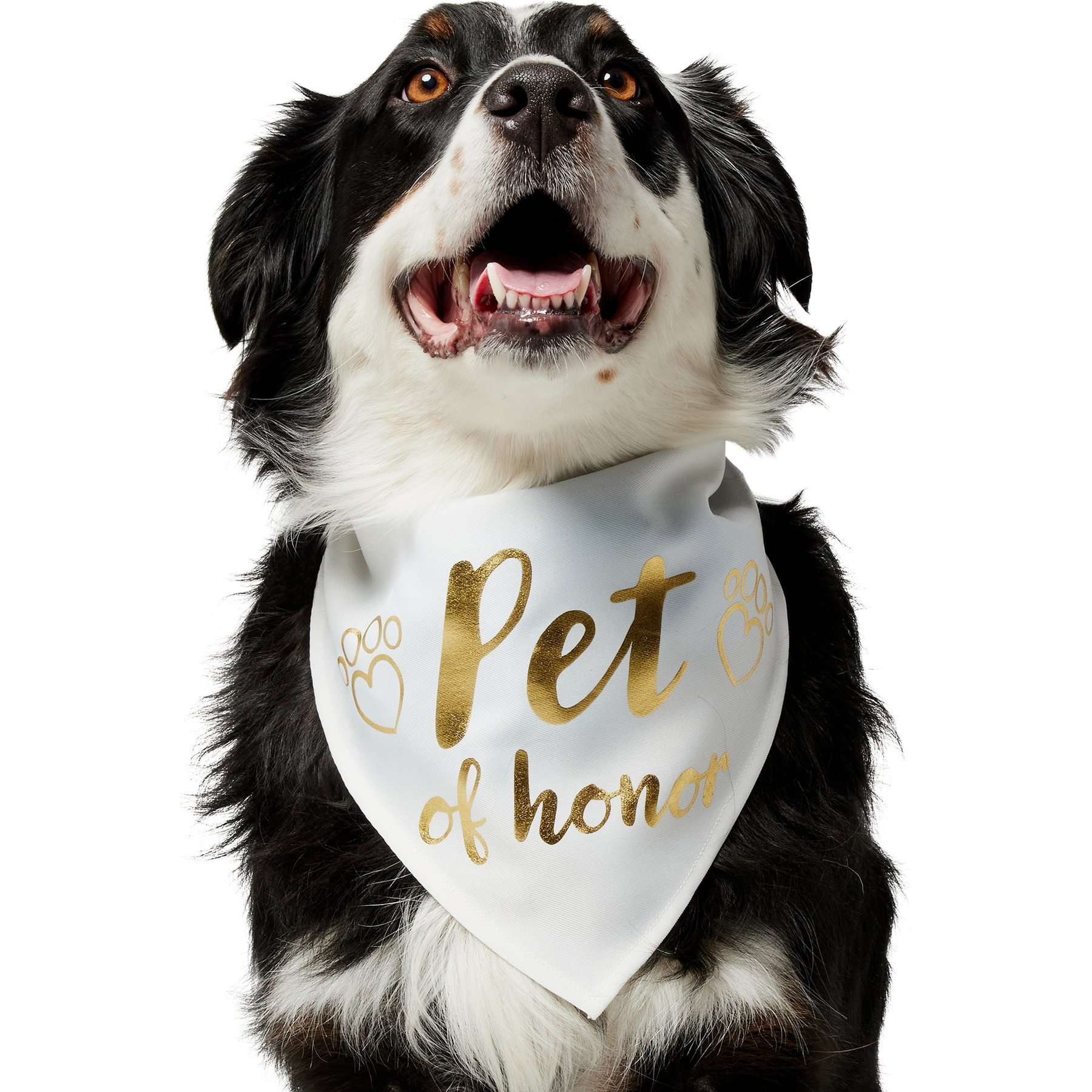 Frisco Pet of Honor Dog & Cat Bandana, Medium/Large