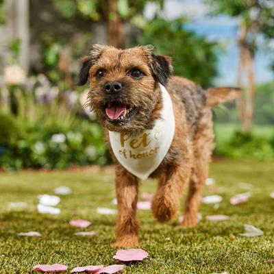 Show full view: Frisco Pet of Honor Dog & Cat Bandana, X-Small/Small slide 6 of 10