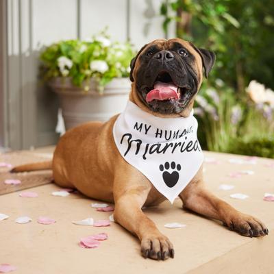 Show full view: Frisco My Humans are Getting Married Dog & Cat Bandana, XXX-Large slide 5 of 9