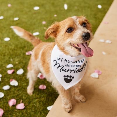 Show full view: Frisco My Humans are Getting Married Dog & Cat Bandana, Medium/Large slide 5 of 9